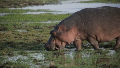 Hippo