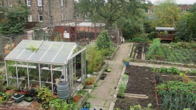 gorgie city farm