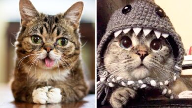 meet nala cat: the instagram star with a ton of fo - tymoff