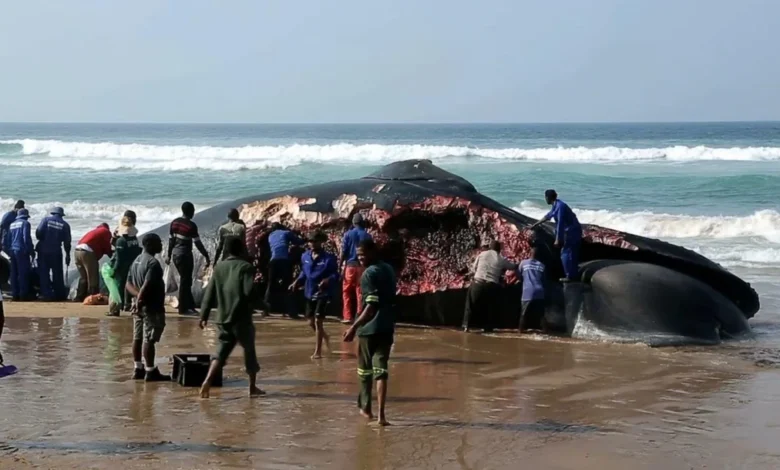 Blue Whale Bitten in Half